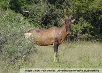 red Hartebeeste