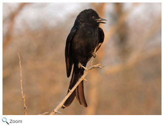 fork-tailed drongo