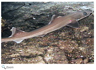 slender smoothhound