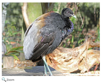 /wild/images/Gray-winged trumpeter