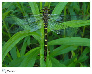 Calico Pennant Dragonfly