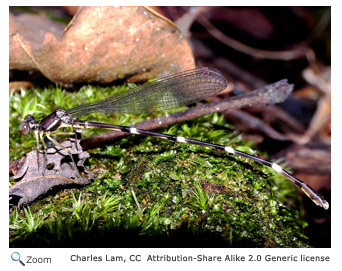 Giant Brush Dragonfly