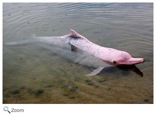 Amazon River Dolphin