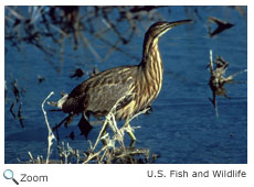 American Bittern