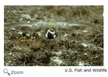 american golden plover