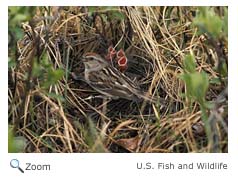 american tree Sparrow