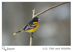 Baltimore Oriole