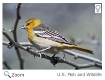 Baltimore Oriole