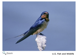 Barn Swallow