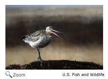 bar-tailed godwit