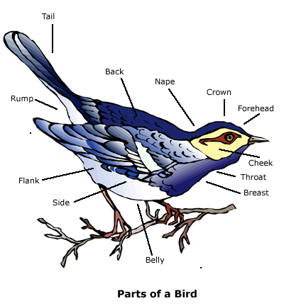 Bird