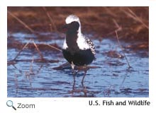 Black bellied plover