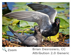 Black Tern