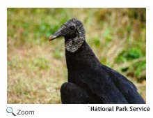 black vulture