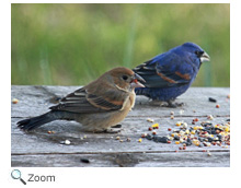 blue grosbeak