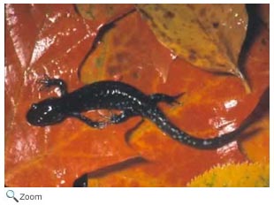 Blue-spotted Salamander