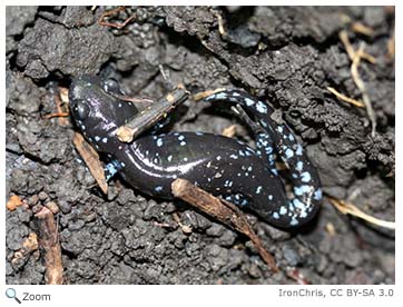 Blue-spotted Salamander