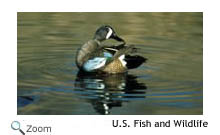 blue-winged teal