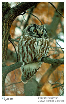 Boreal Owl