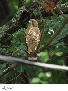 broad-winged hawk