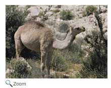 camel