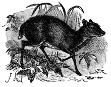 chevrotain