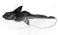 Chimaera