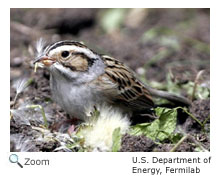 Clay-colored Sparrow