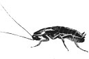 oriental cockroach