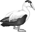 commoneider