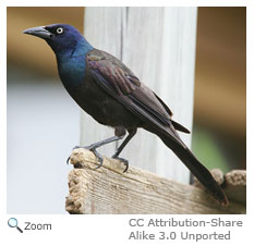 Common Grackle