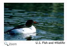 Common Merganser