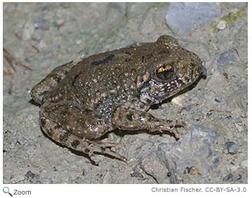 Common Midwife Toad