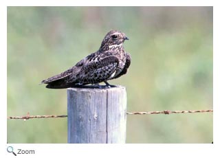 Common Nighthawk