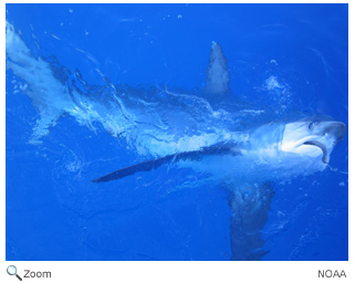 common thresher shark