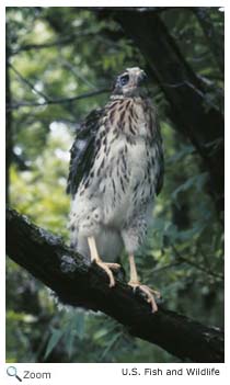 Cooper's Hawk