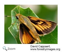 Delaware Skipper