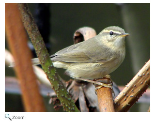 Dusky warbler