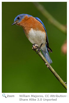 Eastern Bluebird