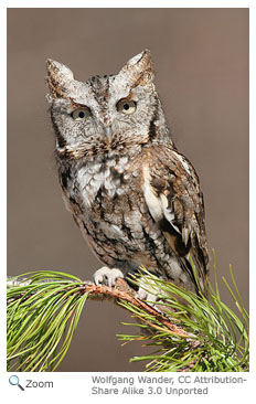 Screech Owl