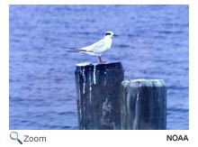 Forster's Tern