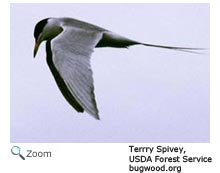 Forster's Tern