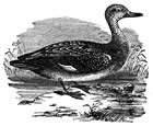 gadwall