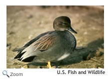 Gadwall