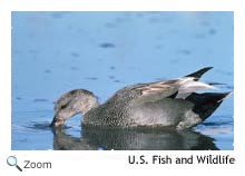 Gadwall