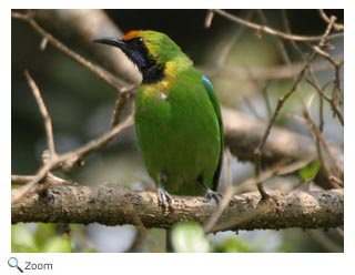 goldenfrontedleafbird