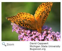 great spangled fritillary