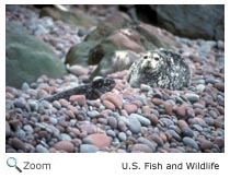 Harbor Seal