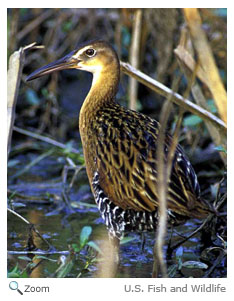 King Rail