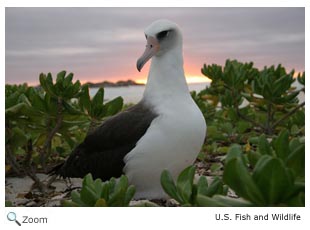 Laysan Albatross